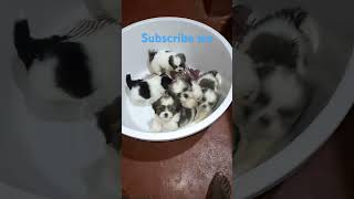 goodnight shihtzu lovers subscribeme subscribers youtubeviral youtubeshort ❤️❤️❤️❤️❤️ [upl. by Assertal]