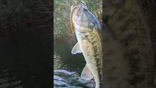 fishing bassfishing wackyrig fallfishing kayakfishing jumpingfish [upl. by Artamas899]