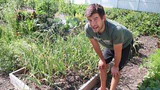 Our Largest Garlic Harvest Ever  100 Organic [upl. by Giltzow107]