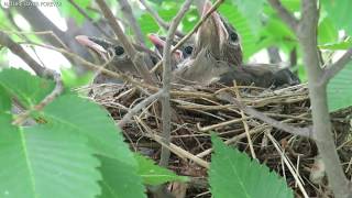 Cedar Waxwing and Chicks  Final part [upl. by Llenaj]