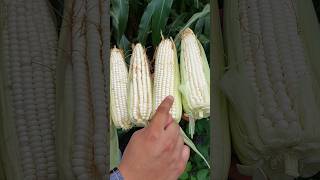 🌽🌽Cosecha de elotes🌽🌽 maiz elotes agronomia [upl. by Vories]