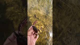 Freshwater crabs caught in the floodplain with pretty nature views  crab villagelife catch [upl. by Atteiluj39]