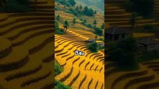 Top 5 rice producing countries interstingfacts top5 telugufacts telugushorts [upl. by Kowatch236]