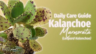 Kalanchoe marmorata Leopard  Basic Care Guide Problems amp Propagation [upl. by Tenom636]