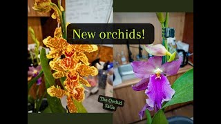 New orchids [upl. by Stillmann]