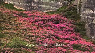 Rhododendron flowering shrubs light up the hillsides of north Sikkim [upl. by Evets384]