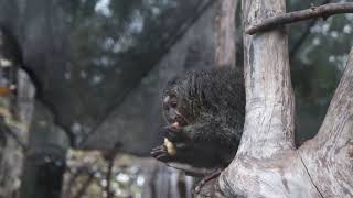 Whitefaced Saki Monkey Celebrates Her First Birthday [upl. by Hseham]