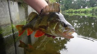 Sight Fishing Big Perch In Crystal Clear Canal [upl. by Livingston]