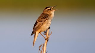 Singing Sedge Warbler 2022 [upl. by Kazimir94]