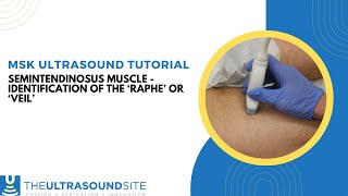 Ultrasound identification of the Semitendinosus muscle Raphe or Veil [upl. by Leiva]