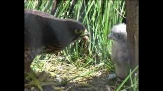 New Zealand Birds New Zealand Falcon feeding chick [upl. by Yve]