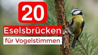 20 Eselsbrücken für Vogelstimmen  Vogelstimmen Merkhilfe [upl. by Initsed909]