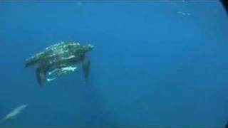 Extreme Free Dive Leatherback Turtle Attack [upl. by Uta]