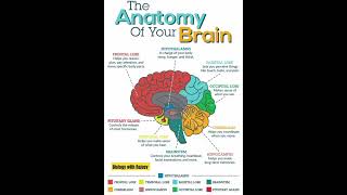 दिमाग के भाग🧠🔥 biology medical CTET BPSCSSC CUET RESULTcurrent Affairs todaybiology [upl. by Nitsoj]