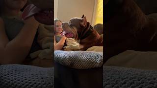 Giant bully Bones xlbully dogbreed shortsvideo [upl. by Ahsaela]