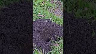 Pocket Gophers Fascinating Facts About These Burrow Builders [upl. by Leffert]