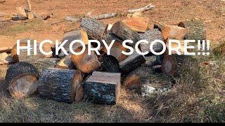 Talking firewood related stuffcutting white oak pecan and huge Hickory score [upl. by Rodrique]