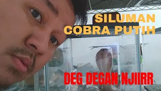 ULAR COBRA WARNA PUTIH SILUMANKAH [upl. by Cassil]