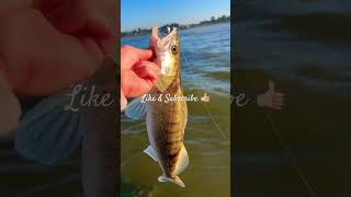 Zander 🎣🔥 fishing fish fishinglife zander snoekbaars [upl. by Naltiac260]