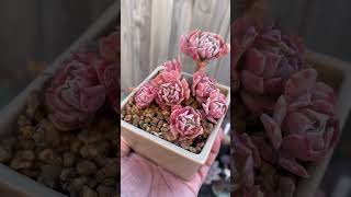 Echeveria Pinwheel Resolution echeveria succulent succulentcluster pinksucculent plants [upl. by Mcfarland649]