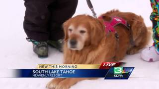 Ski patrol dogs help saves lives during avalanches [upl. by Ahk]