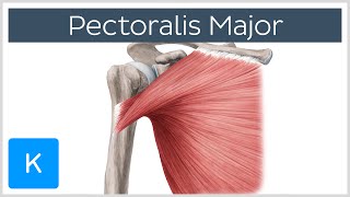 Pectoralis Major Muscle  Functionamp Origins  Human Anatomy  Kenhub [upl. by Anauqal734]