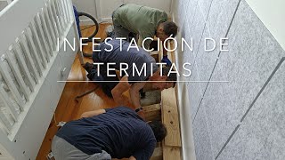 🇵🇹 Infestación de termitas [upl. by Uyerta]