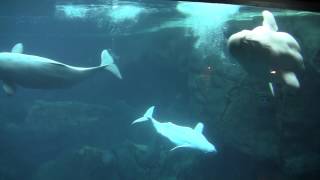 Beluga Whales at the Georgia Aquarium [upl. by Pompea]