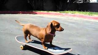 Wiener Dog Riding a Skateboard Salchi [upl. by Rednal]