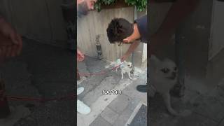 Trovato cane abbandonato a Napoli 😢 [upl. by Di]