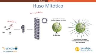 Huso Mitótico [upl. by Maurer]