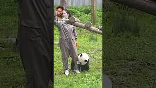 panda pandacare amazingfacts pandalife animals pandaconservation interestingfacts funny [upl. by Nosduj]