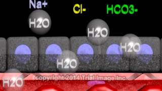 Cerebrospinal fluid  function production and circulation  animation by Dr Cal Shipley MD [upl. by Lerraf]