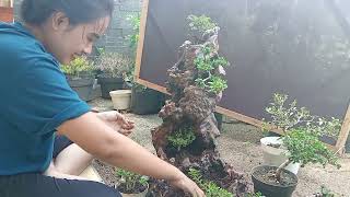 tutorial cara menanam bonsai Sancang ke pot penjing [upl. by Lladnyk]