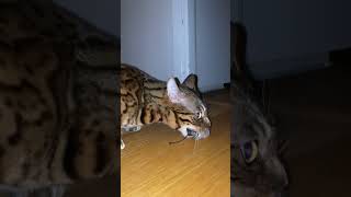 Bengal Cat Growl Hiss and Roaring Defending Pray [upl. by Joella]