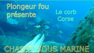 Chasse sous marine le corb Corse 2016 [upl. by Nylednarb]