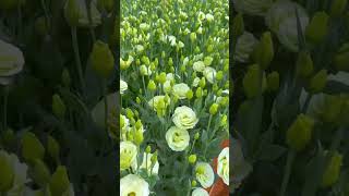 Green Eustoma Symbolizes Strength And confidence satisfying short [upl. by Riess]