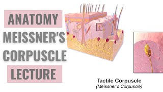 Meissner Corpuscles  Detailed Explanation [upl. by Enahpad]