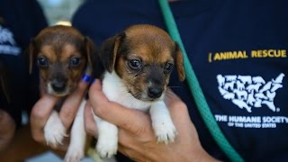 66 dogs rescued from unsafe and unsanitary conditions in Ohio [upl. by Allbee]