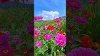 Zinnia flowers plant 🌼  zinnias gardenflower nature amazing [upl. by Irneh]