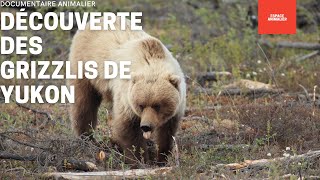 DOCUMENTAIRE ANIMALIER  DÉCOUVERTE DES GRIZZLIS DE YUKON  REPORTAGE COMPLET [upl. by Anivle159]