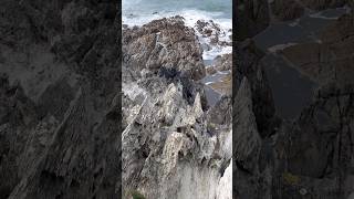 Devon’s rocky coast with my dog southwestcoastpath hikingwithdogs shorts [upl. by Eniamraj]