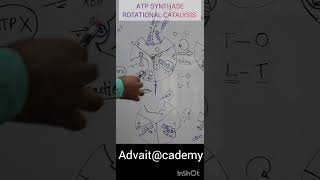 ATP Synthase [upl. by Dobrinsky]