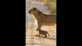 Injured mother Lion with her cub Lion Shorts [upl. by Trixy]