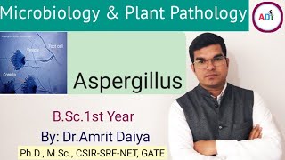 Aspergillus life cycle DrAmrit Daiya [upl. by Lenneuq]