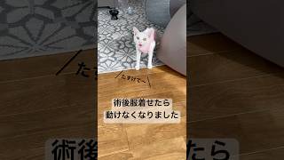 【猫動画】術後服着せたら動けなくなりました cat 避妊手術 術後服 猫のいる暮らし エリザベスカラー [upl. by Eanod501]