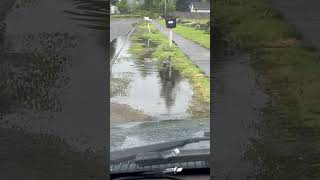 More urban wildlife Ducks use puddle like lake [upl. by Imarej]