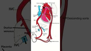 Fetal circulation shorts anatomy embryonicdevelopment [upl. by Also17]