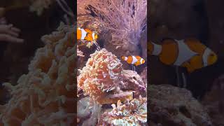 Clownfish Natures Tiny Performer fish [upl. by Tselec]