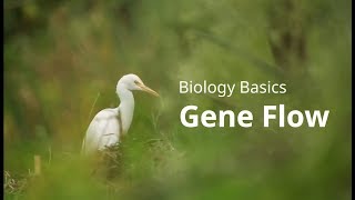 Biology Basics Gene Flow Simplified [upl. by Licastro]